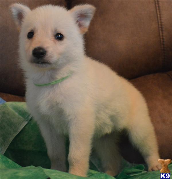German Shepherd Puppies in NC
