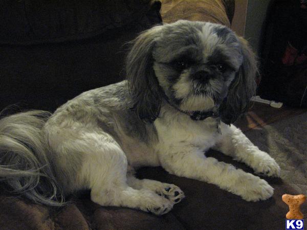 Stud Dogs - Shih Tzu
