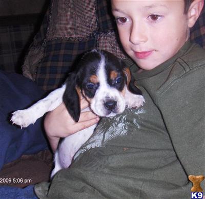 Puppies in OH