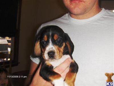 Puppies in OH