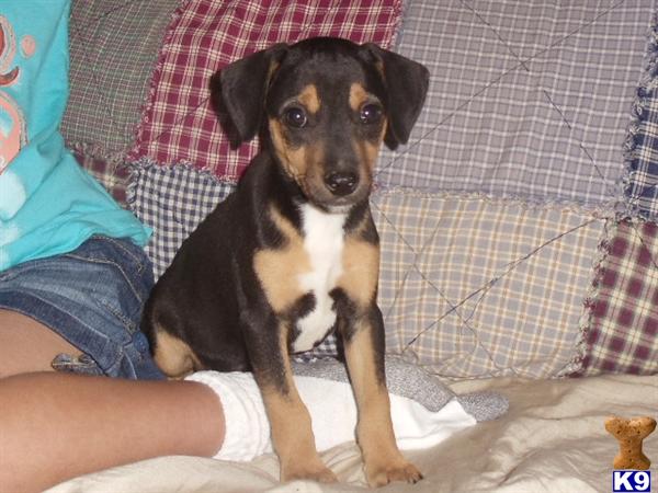 Rat Terrier Puppies