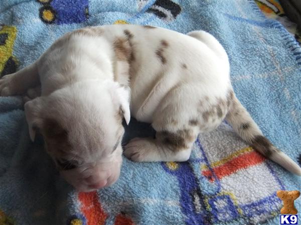 Puppies in Venus