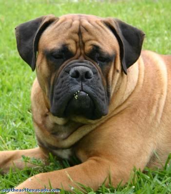 Stud Dogs - Bullmastiff