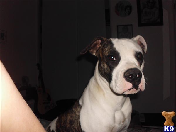 Stud Dogs - Bulldog