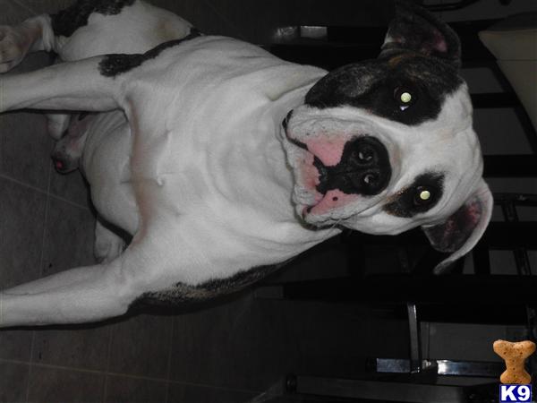 Stud Dogs - Bulldog