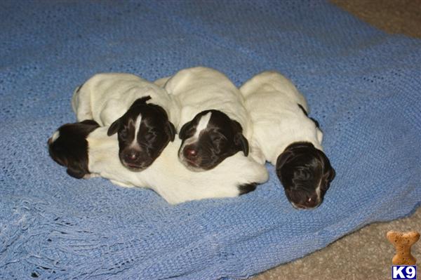 Wirehaired Pointing Griffon Puppies