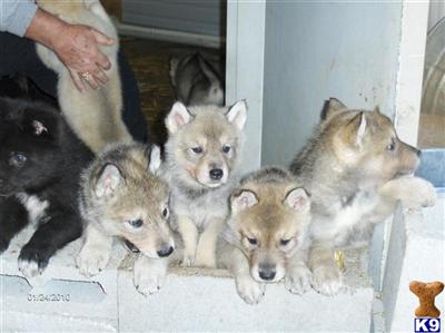 Puppies in OK