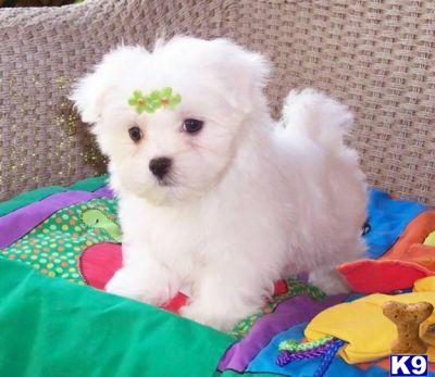 Dogs for Sale in CA