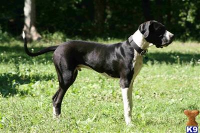 Stud Dogs - Great Dane