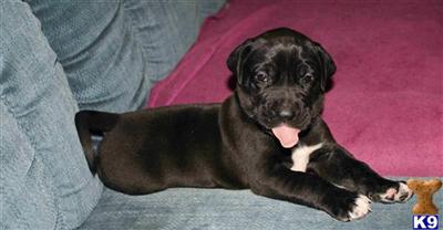 Puppies in TN
