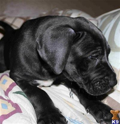 Puppies in TN