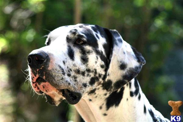 Stud Dogs - Great Dane
