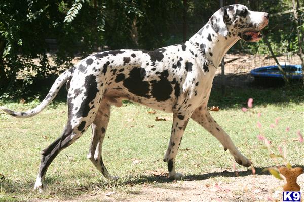 Great Dane dog