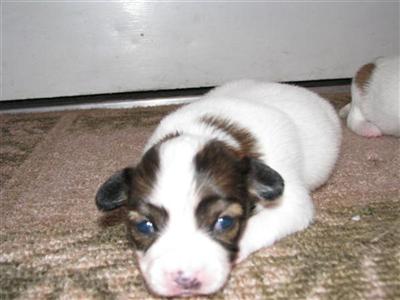 Papillon Puppies in FL