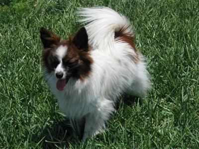 Dogs for Sale in FL