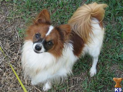 Dogs - Papillon