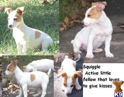 Rat Terrier Puppies for Sale