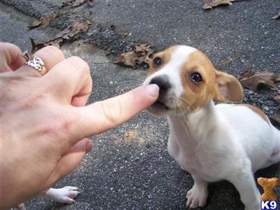 Rat Terrier Puppies for Sale