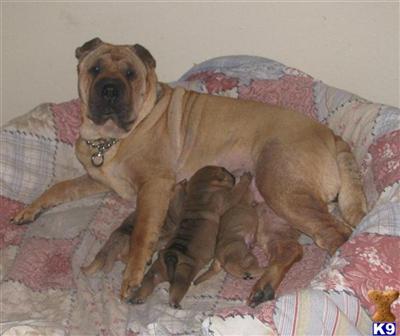 Puppies in OR