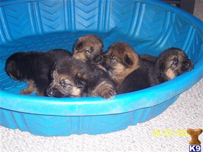Puppies in IN