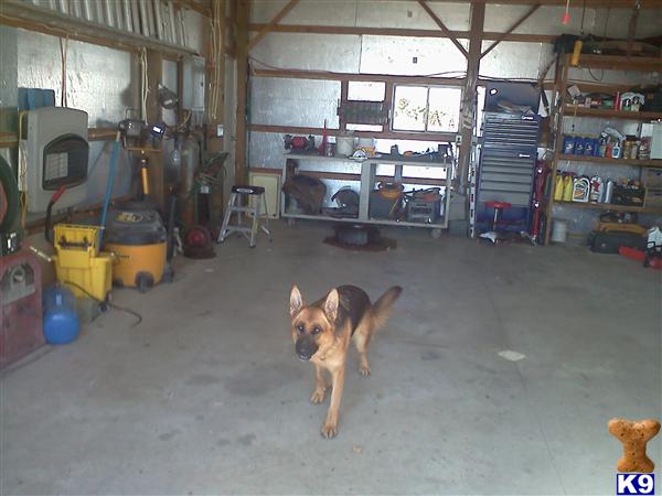 Dogs for Sale in IN
