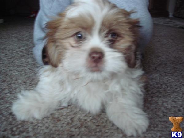 Shih+tzu+puppies+for+sale+in+riverside+ca