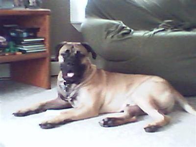 Stud Dogs - Bullmastiff