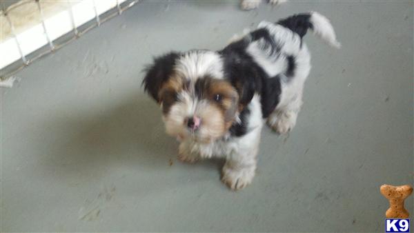 Puppies in Malvern