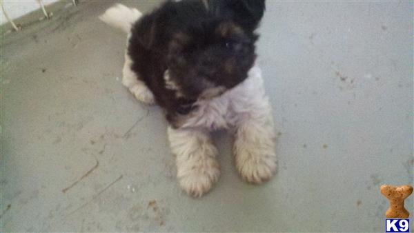 Puppies in Malvern