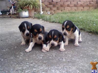 Beagle Puppies for Sale