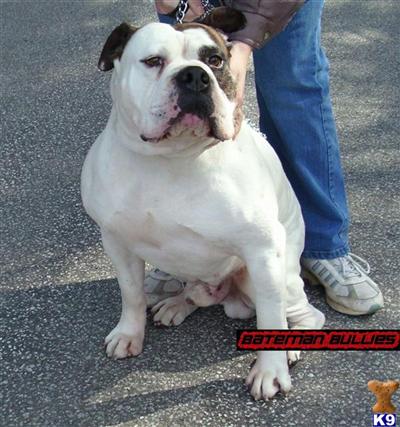 Stud Dogs - Old English Bulldog