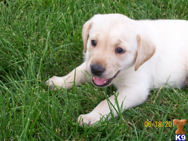 Puppies in WY