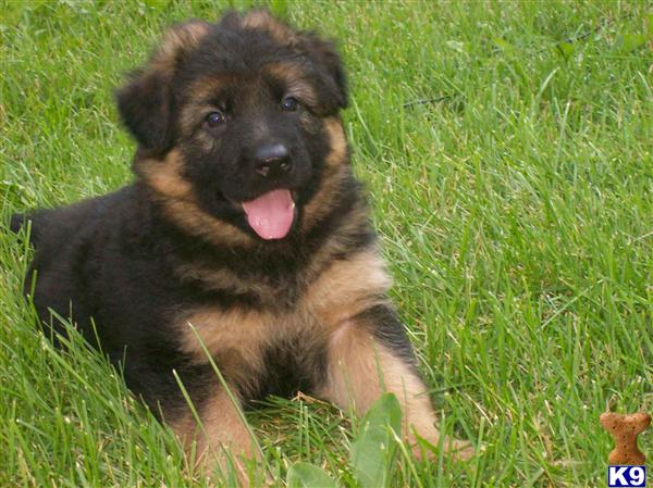 Puppies in Spokane