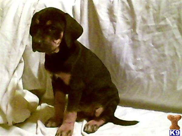 Catahoula Puppies