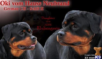 Puppies in NE