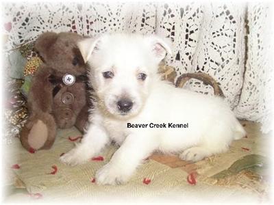 Puppies in NE
