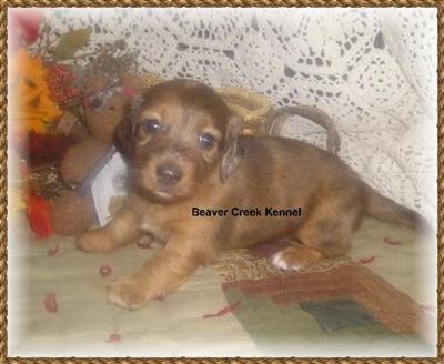 Puppies in NE