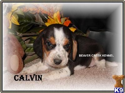 Puppies in NE