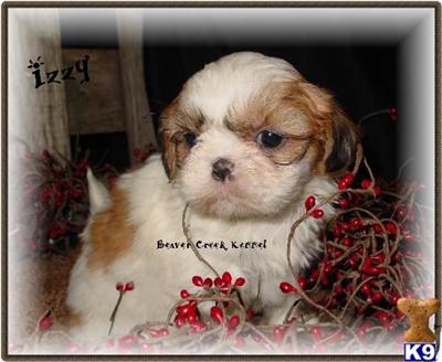 Puppies in NE