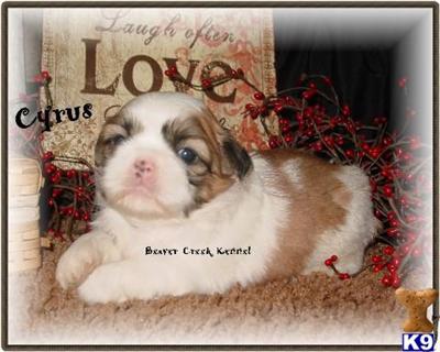Puppies in NE