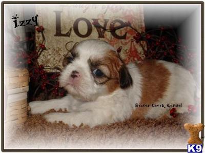 Puppies in NE