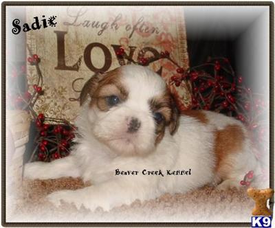 Puppies in NE