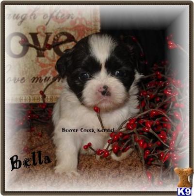 Puppies in NE