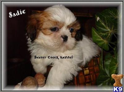 Puppies in NE