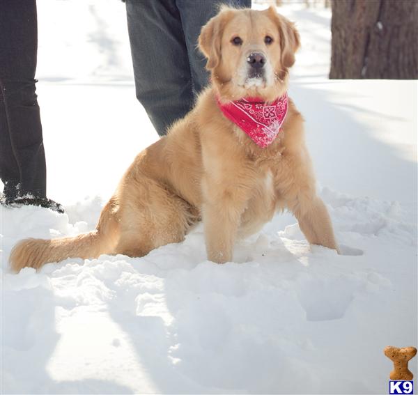 Stud Dogs - Golden Retriever