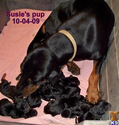 Black and Tan Coonhound Puppies for Sale