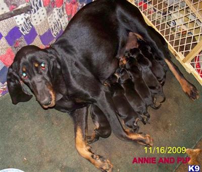 Puppies in OK