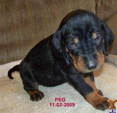 Black and Tan Coonhound Puppies for Sale