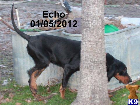 Dogs for Sale in OK