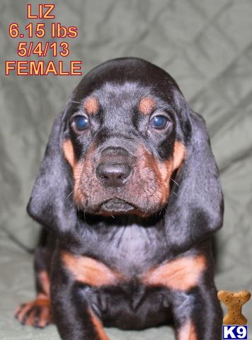 Puppies in OK